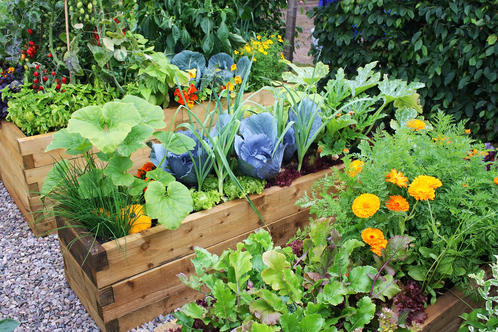 elite-vegetable-gardening-vegetable-garden.jpg