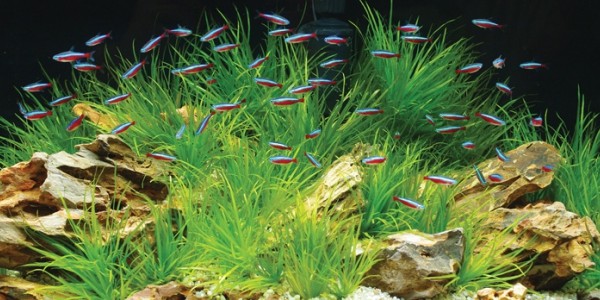 Keeping an Eco-Friendly Aquarium
